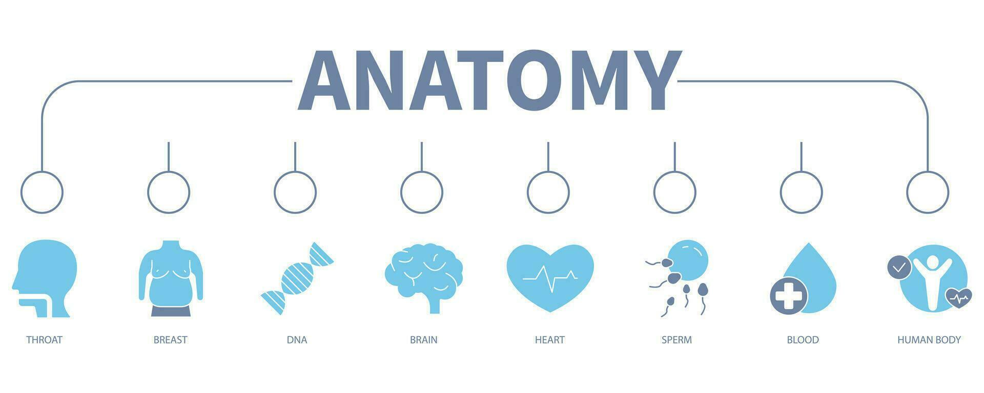 Anatomy